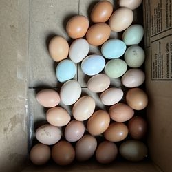 Fresh Eggs $3/dozen