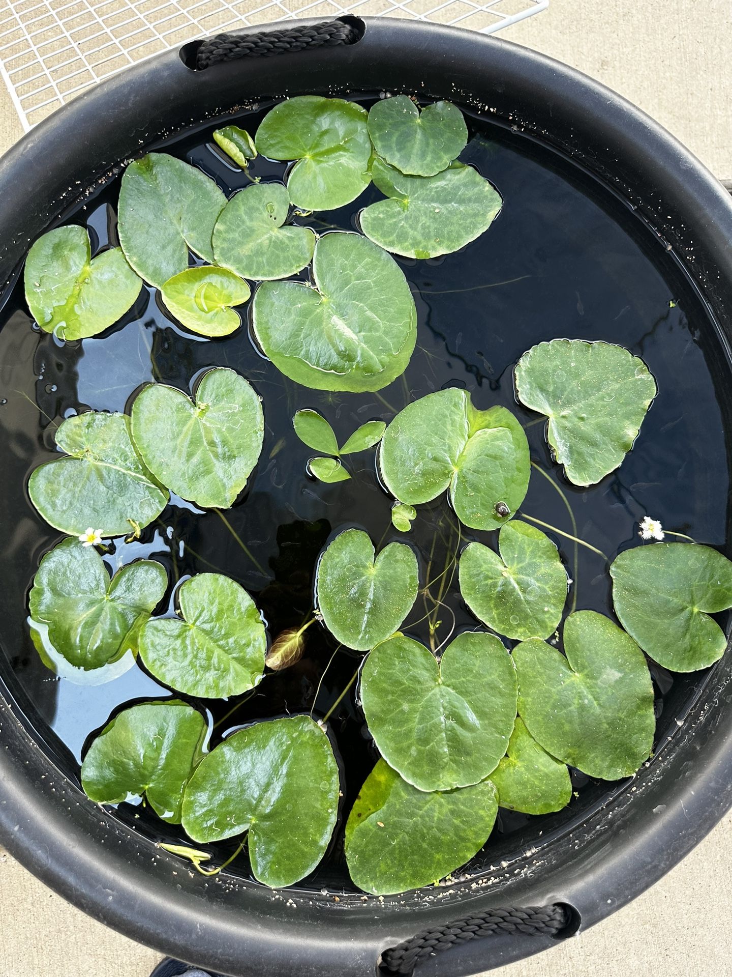 White Snowflake Lily -Pond Or Aquarium 