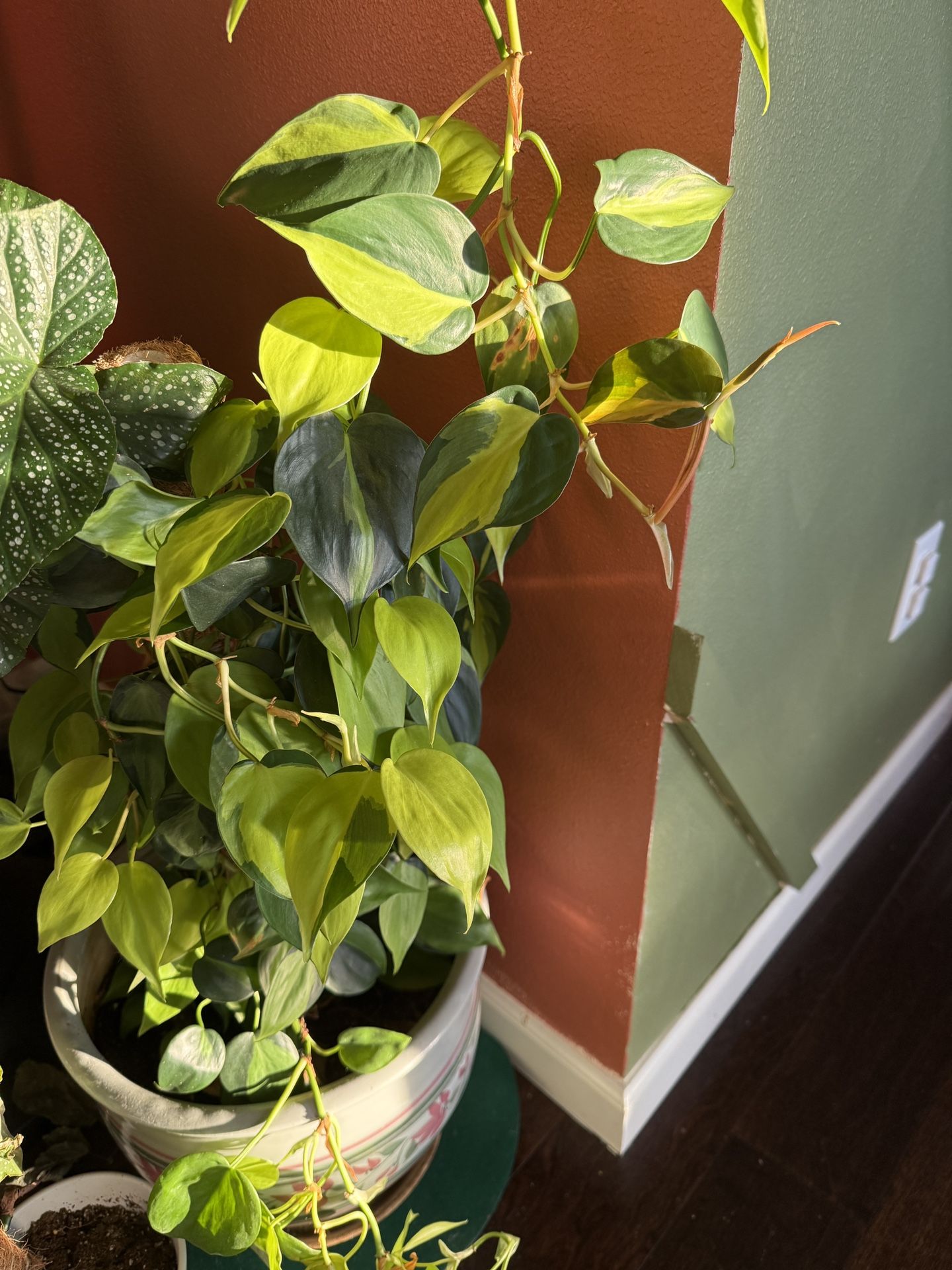 Selling a Healthy Philodendron + 15” Ceramic Pot