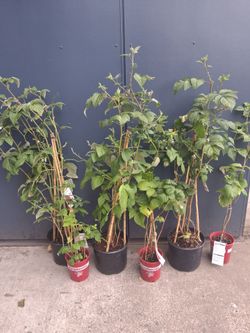 Red Raspberries - Super Healthy - 3 Varieties - Retails for $120!