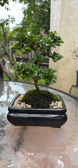 Bonsai tree Fukien Tea