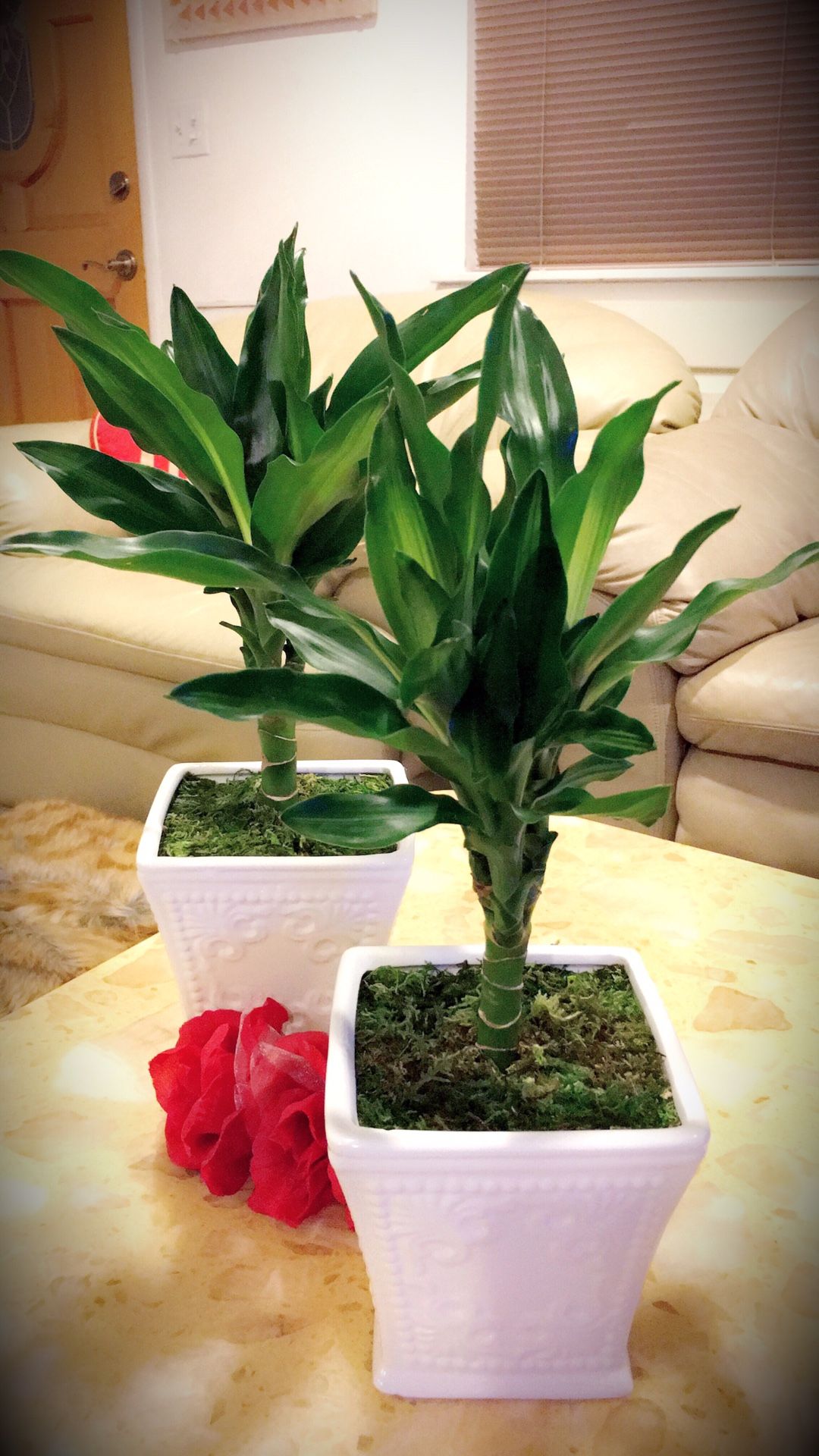 Dracaena - Indoor Plant - $12 each