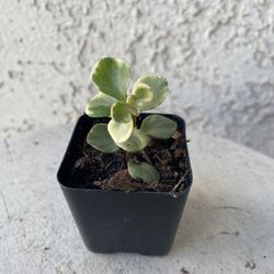 2 Inch Pot Succulent Plant - Portulacaria Afra Variegated - Elephant Bush - Drought Resistant - Established - Perfect Baby & Wedding Shower Favors 🪴 