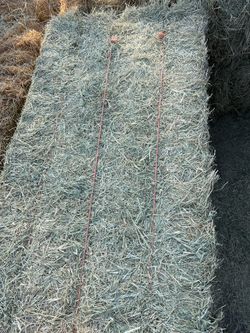 Bermuda For Cows And Goat