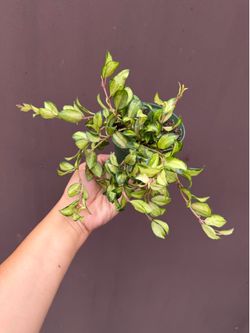 4” xl variegated hoya Lacunosa tricolor bruno