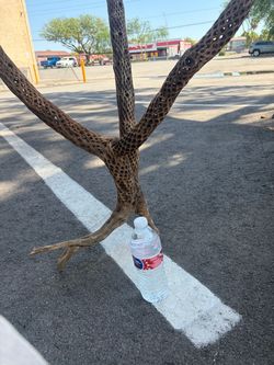 Beautiful Cholla cactus wood for bird or lizard enclosure!