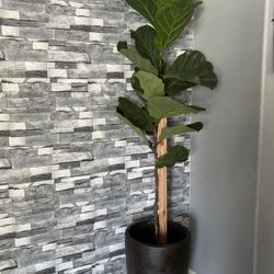Live Fiddle Leaf Plant 🪴 With Big Planter 
