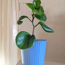 Healthy Beautiful Indoor Plant(Large Peperomia)