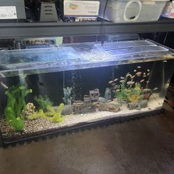 100 Gallon Fish Tank 