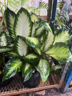 Dieffenbachia Marianne& compacts in 3 gls pot. SPECIAL PRICE 🤩