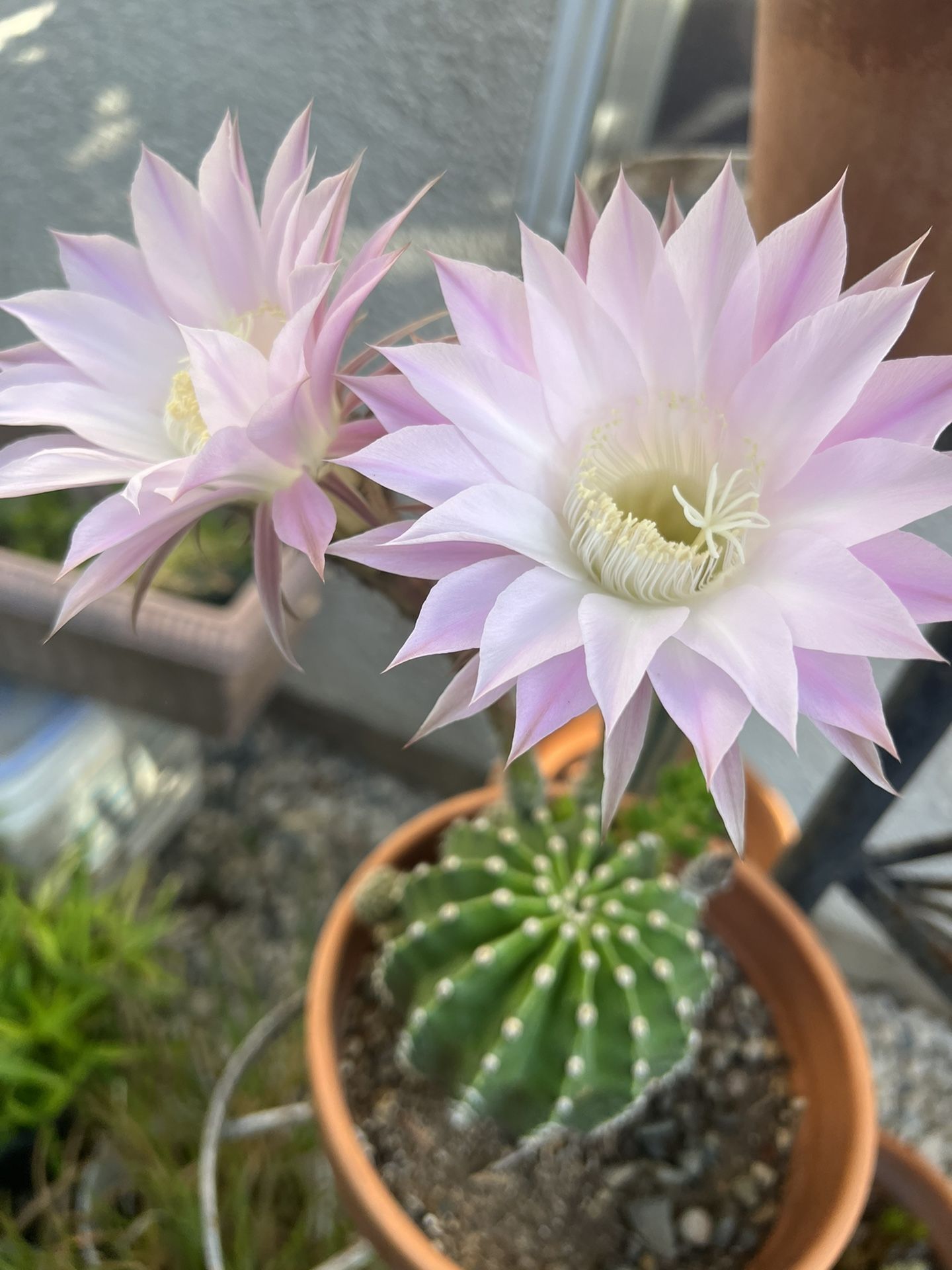 Domino & Barrel Cacti Some. Are Currently Blooming & Some Aren’t Yet But Later