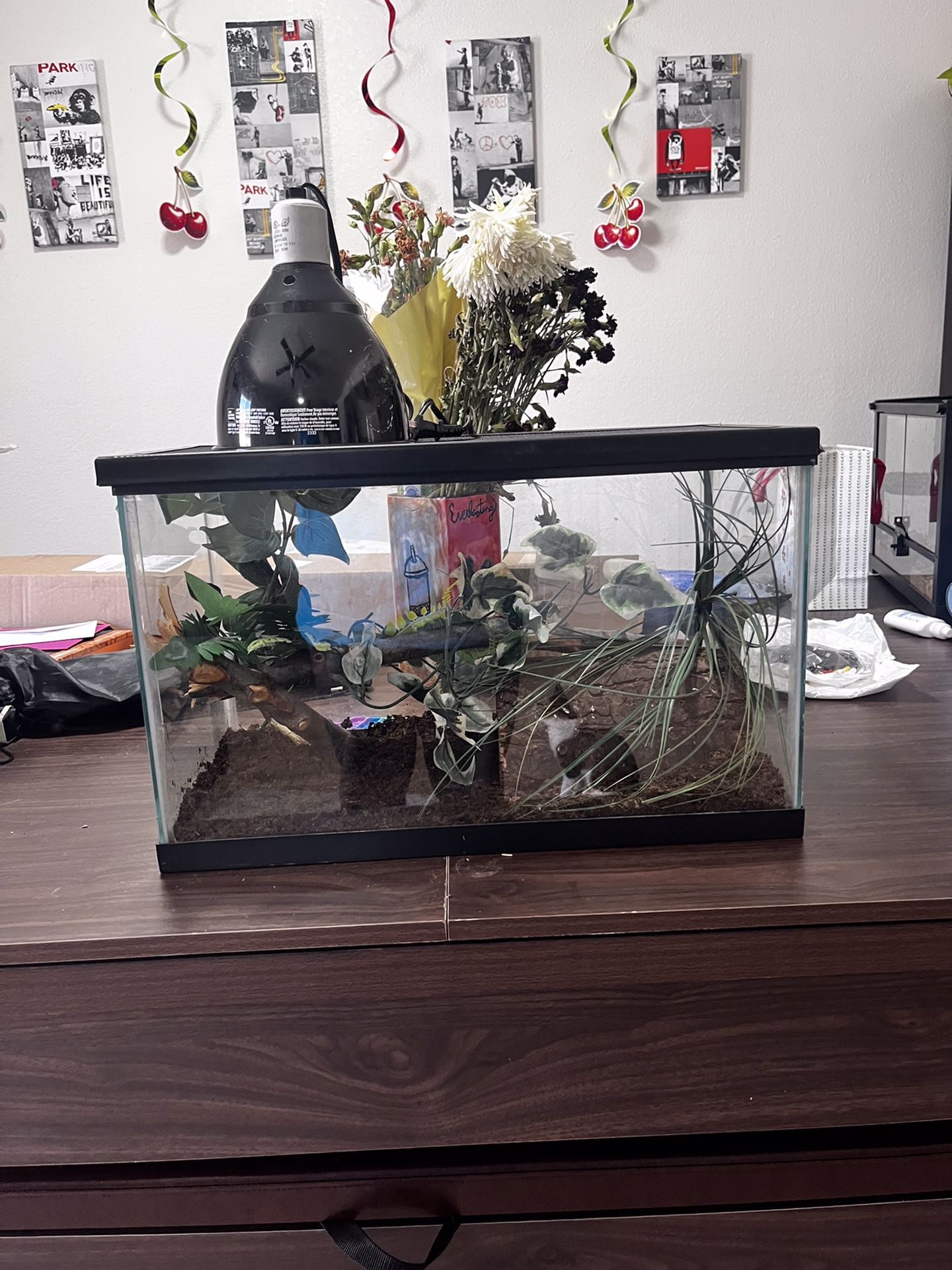 Reptile Snake Enclosure
