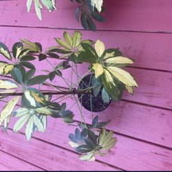 Umbrella Plant For Sale