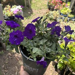 Petunia Plant 1 Gallon Por 
