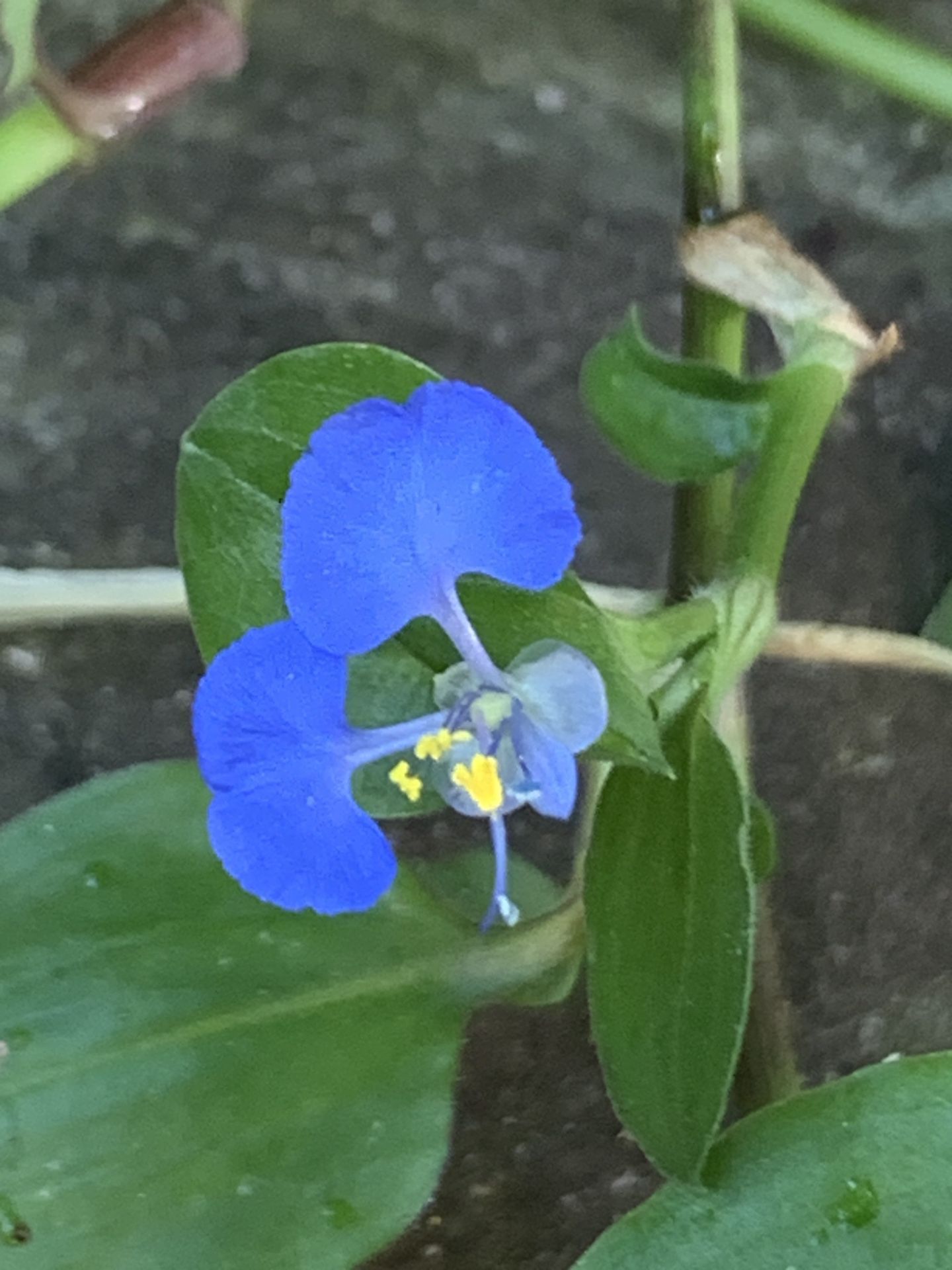 Sale Beautiful Blue Flower Wandering Jew Day Lily Live Plant in small pot container  Cash Only 