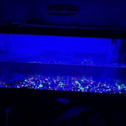 Turtle Tank And Accessories