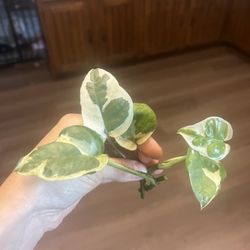 Pothos n joy cuttings 