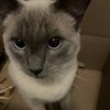 Ari