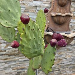 Rare LARGE SIZE CACTUS PLANT 