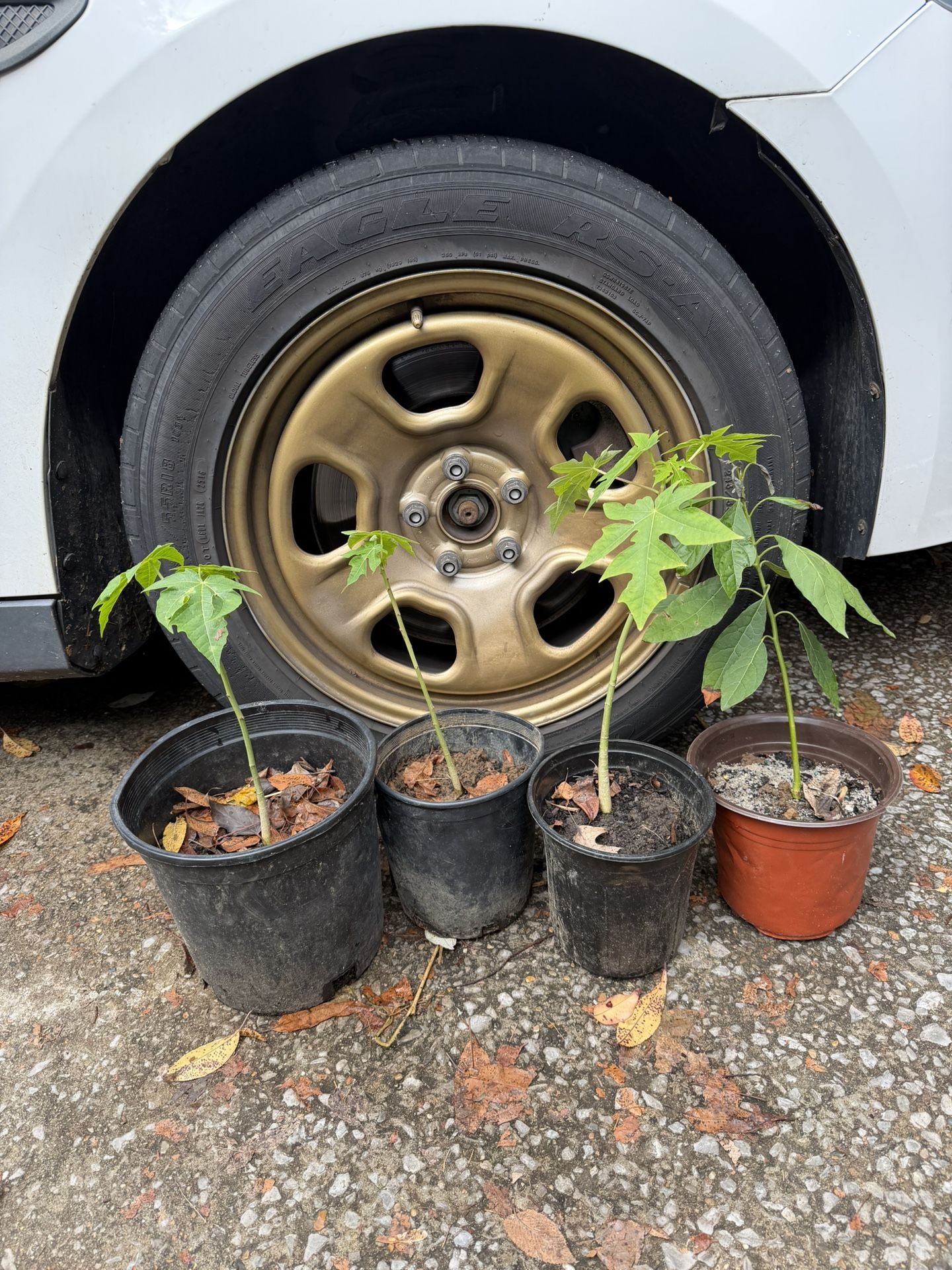Papaya plants