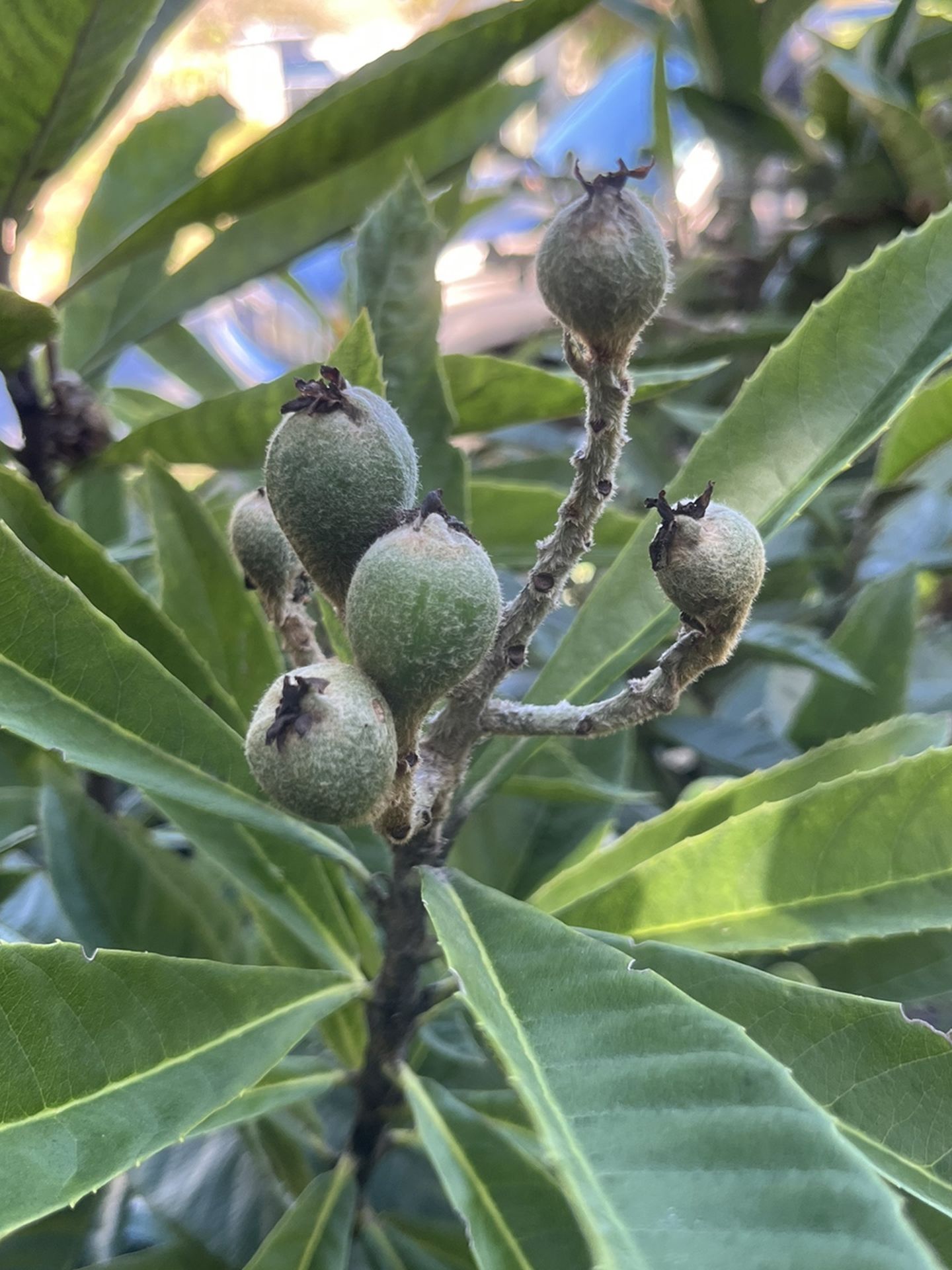 Grafted Loquat Trees W/fruit