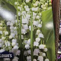 Garden Plant, Blooming White Bell 