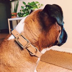 Faux leather collar for dogs (medium)