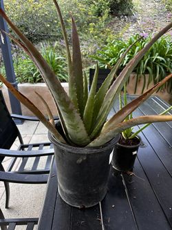 Plants 🪴 Aloe Vera 5 Gallons