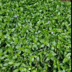 Periwinkle, Creeping Myrtle, Live Plant 