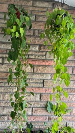 XL Philodendron Heart Leaf