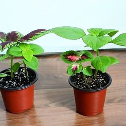 Beautiful Live Coleus Young Houseplants Ready For Repotting  2 Plants In One Pot  Sale Each Pot With 2 Plants $5