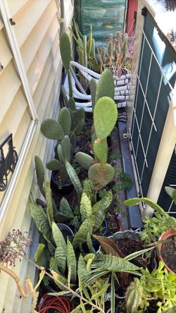 Cactus Plants Organically Grown Various Sizes12” To 40” $8.00 To $15.00