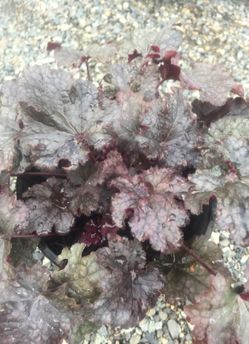 Heuchera