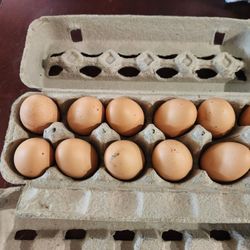 Chicken Eggs
