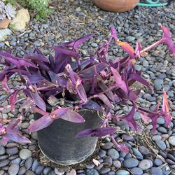 Purple Heart Plant