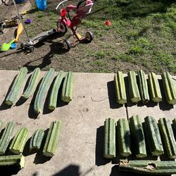 San Pedro Cactus Cutting