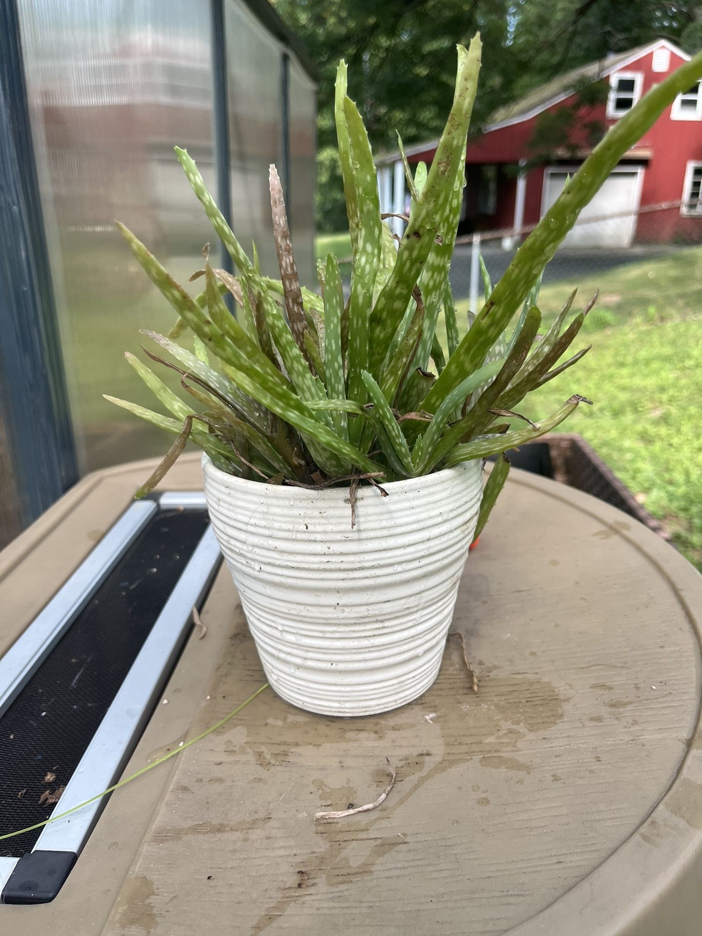 Aloe plant