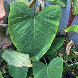 Elephant Earplant
