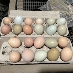 Hatching Chicken Eggs —olive Eggers Easter Eggers-$25.00 A Dozen