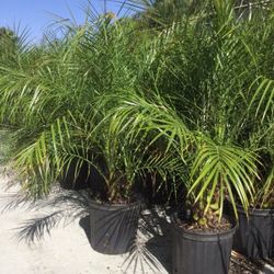 Pygmy Palm