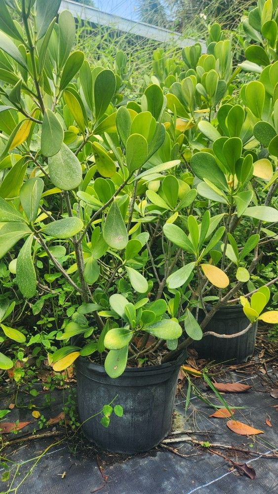 Clusias Plants For Inmediate Privacy!!! 7 Gallons!!! 3-4 Feet Tall! Excellent Price