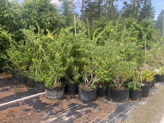 LIGUSTRUM