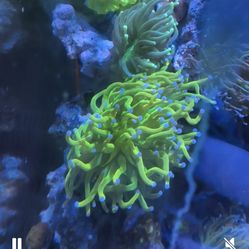 Fake  Decor Holy Grail Torch 