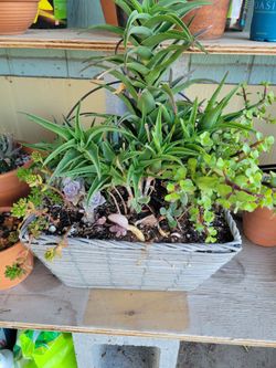 Basket of Succulents