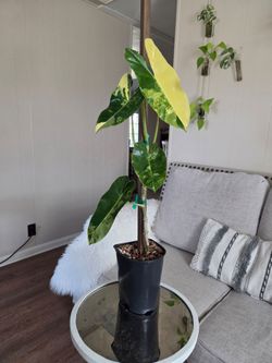 $95 Philodendron
Variegated 🌿