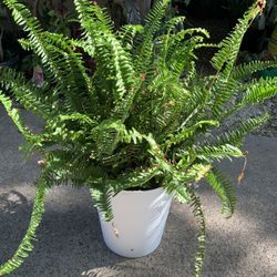Fern Plant 