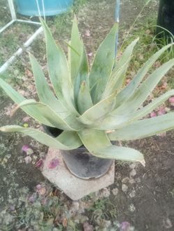 Large Ghost Aloe – 5 Gallon, Unique Color
Aloe Fantasma Grande – 5 Galones, Color Único