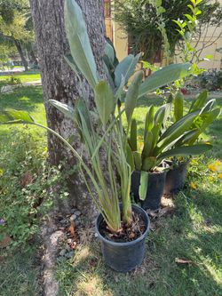 Bird of paradise