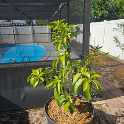 Oro negro avocado trees