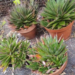 Succulent Plants Gardening Garden Cactus Savila